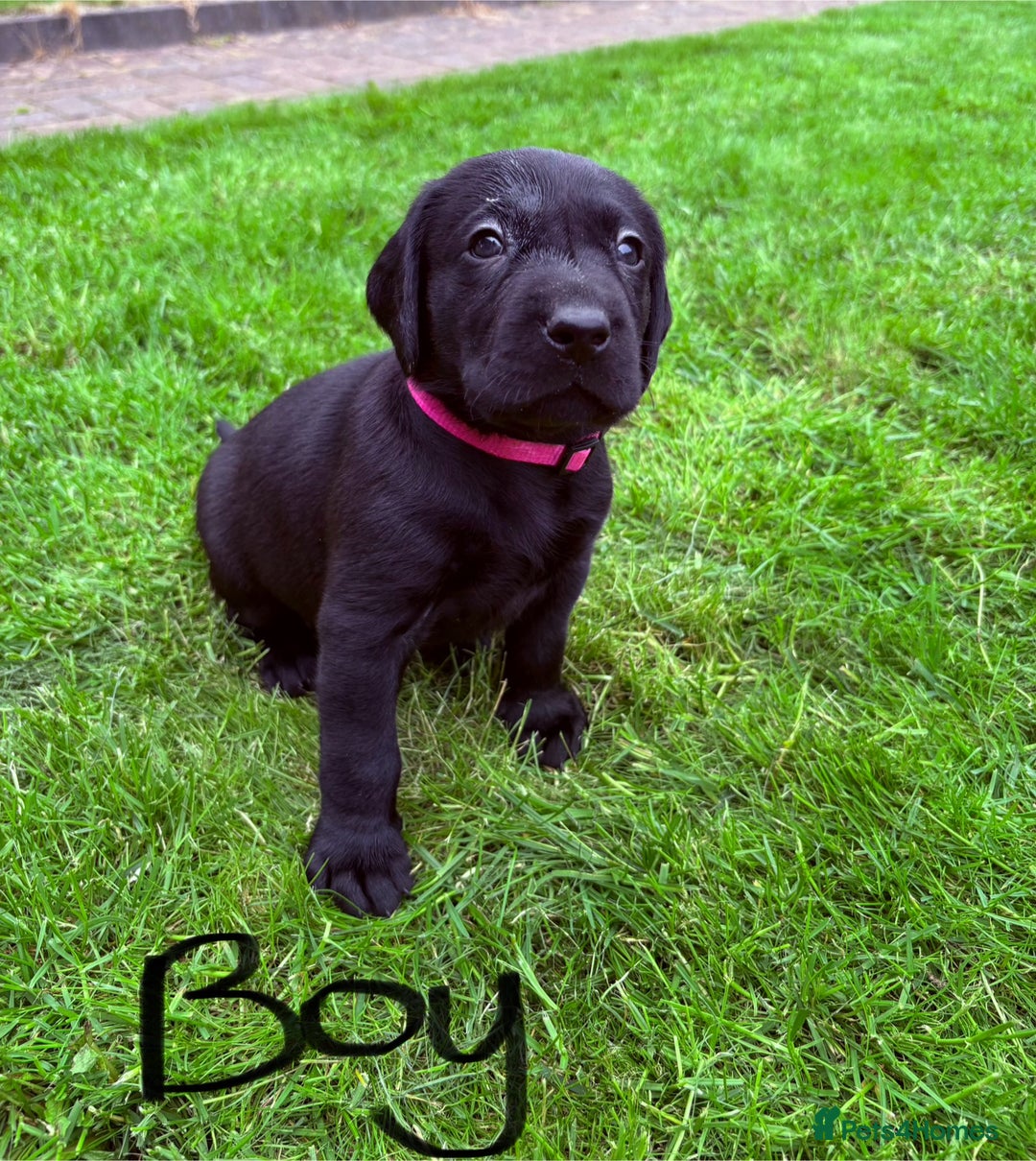 Labrador Retriever dogs for sale: KC reg labs- working bloodline  in Lanark - Image 8
