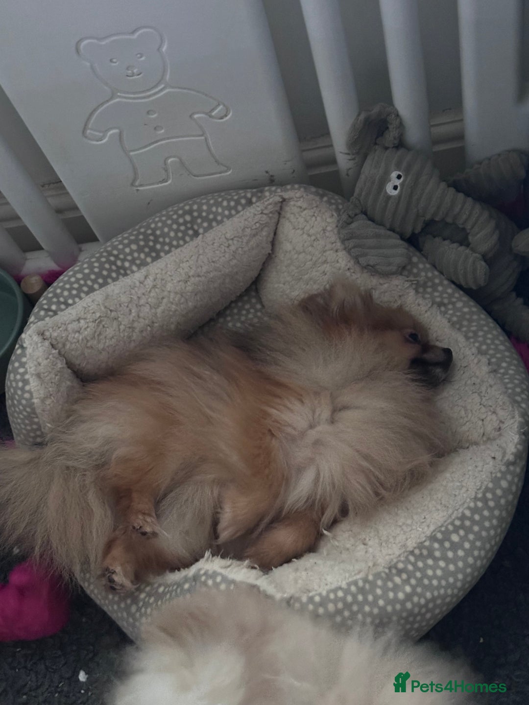 Pomeranian dogs for sale: Sweet little Lila  - Advert 9
