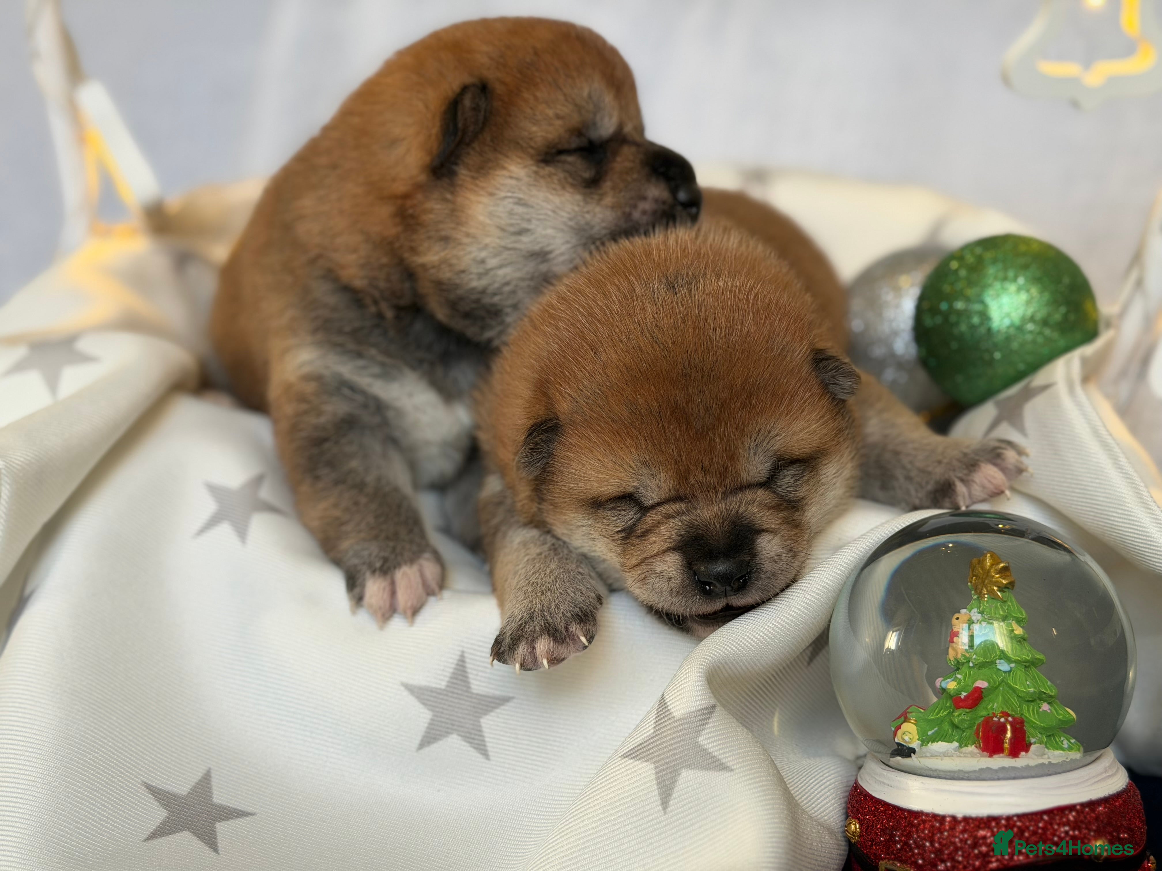 Japanese Shiba Inu dogs Japanese Shiba health tested , champion bloodline  - Advert 1