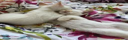 Ragdoll cats for sale: Gorgeous Ragdoll Kittens - Advert 9