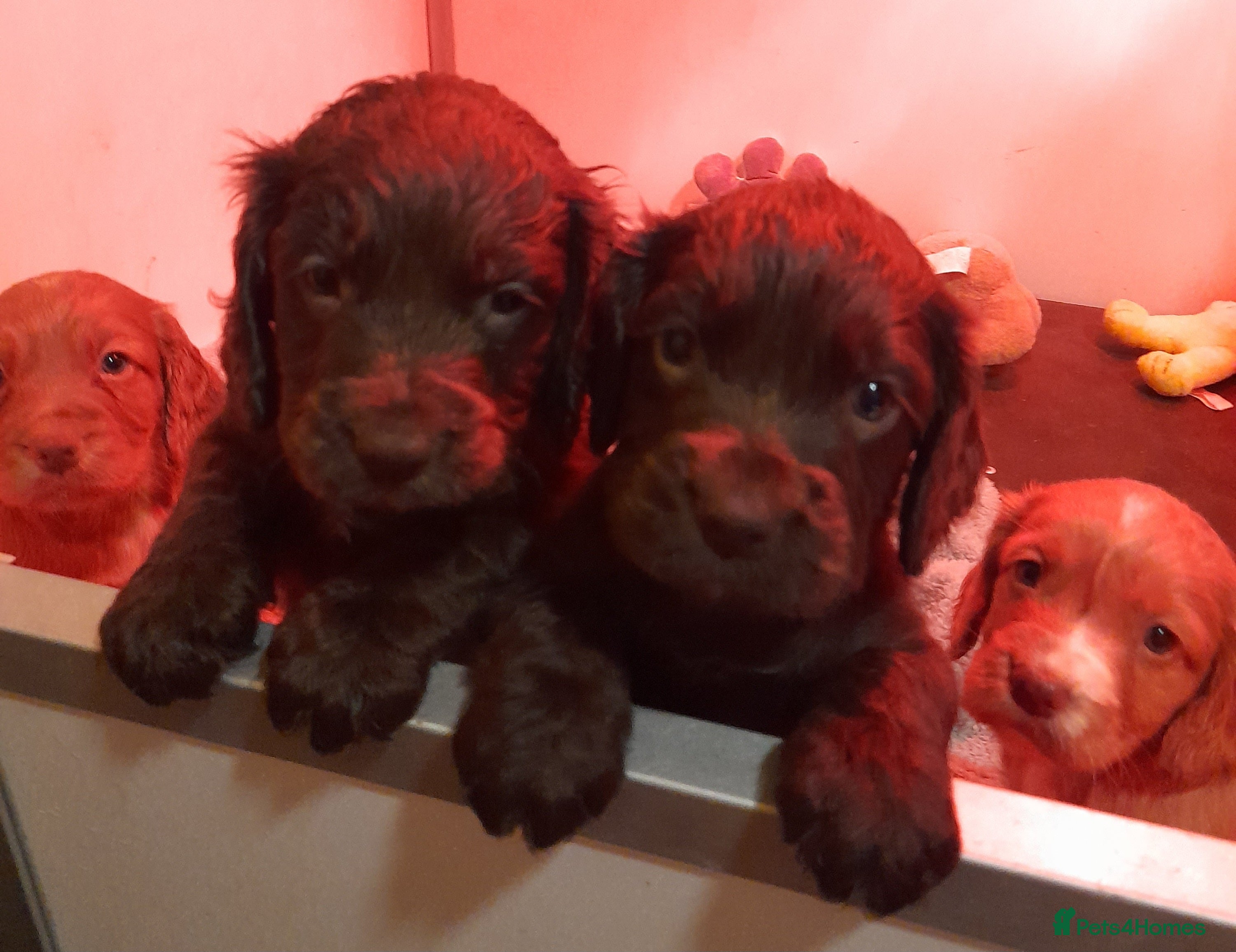 Cocker Spaniel dogs Cocker Spaniel puppies - 1 Girl 2 boys left - Advert 15