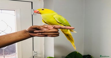 Ringnecks birds - Advert 1