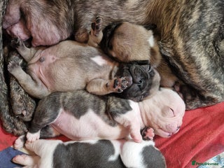 French Bulldog dogs Kc registered frenchbulldog puppies - Advert 11