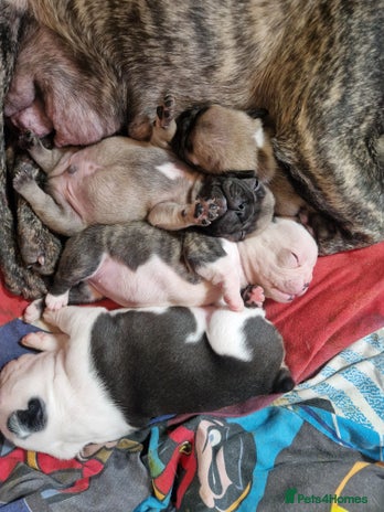 French Bulldog dogs - Advert 5