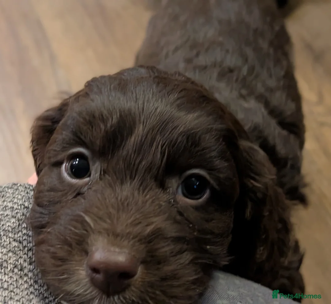 Cockapoo dogs for sale: Licensed breeder, health tested F1 cockapoo pups - Advert 15