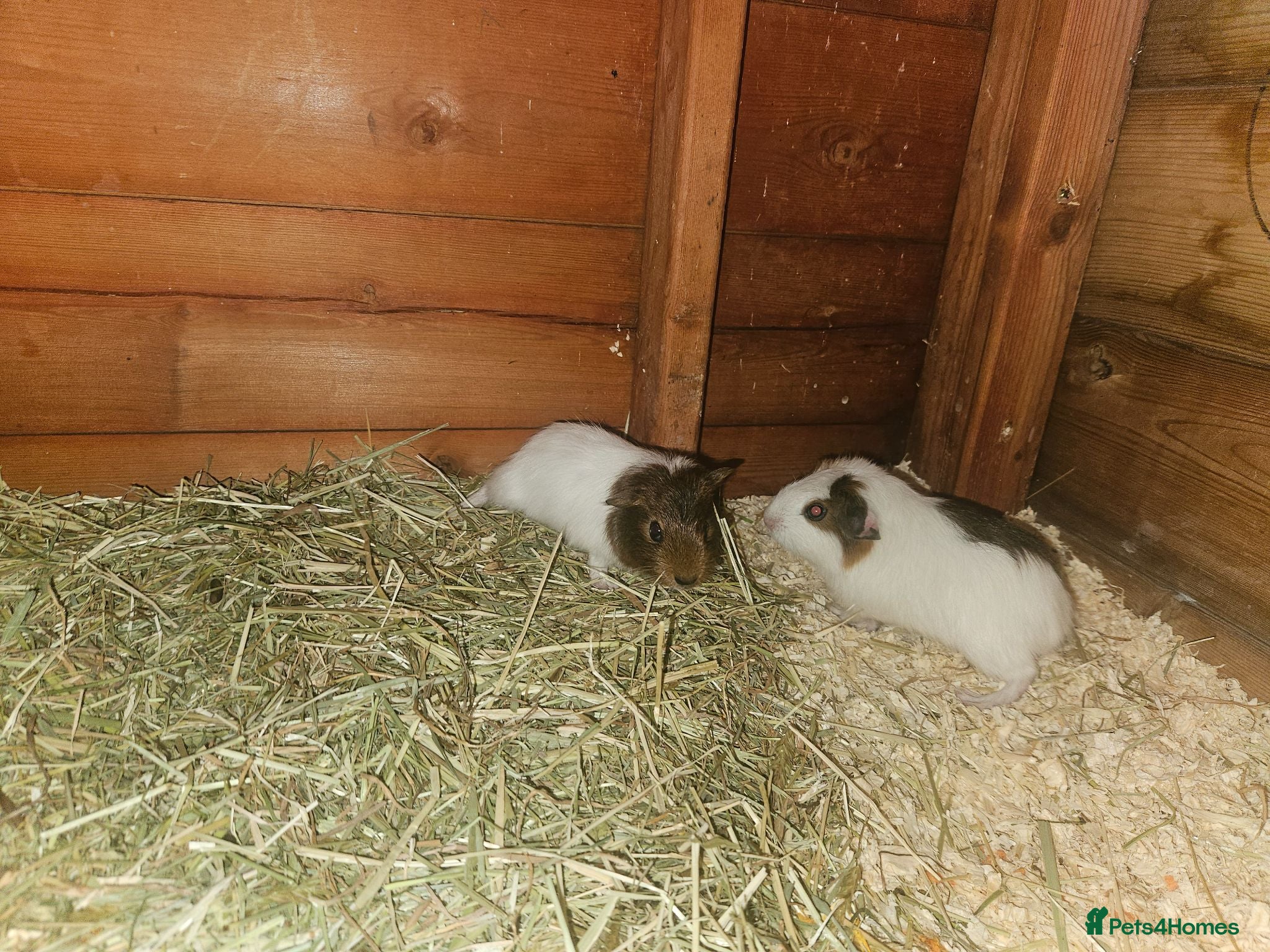 Guinea Pig rodents 2 boar babies - Advert 5