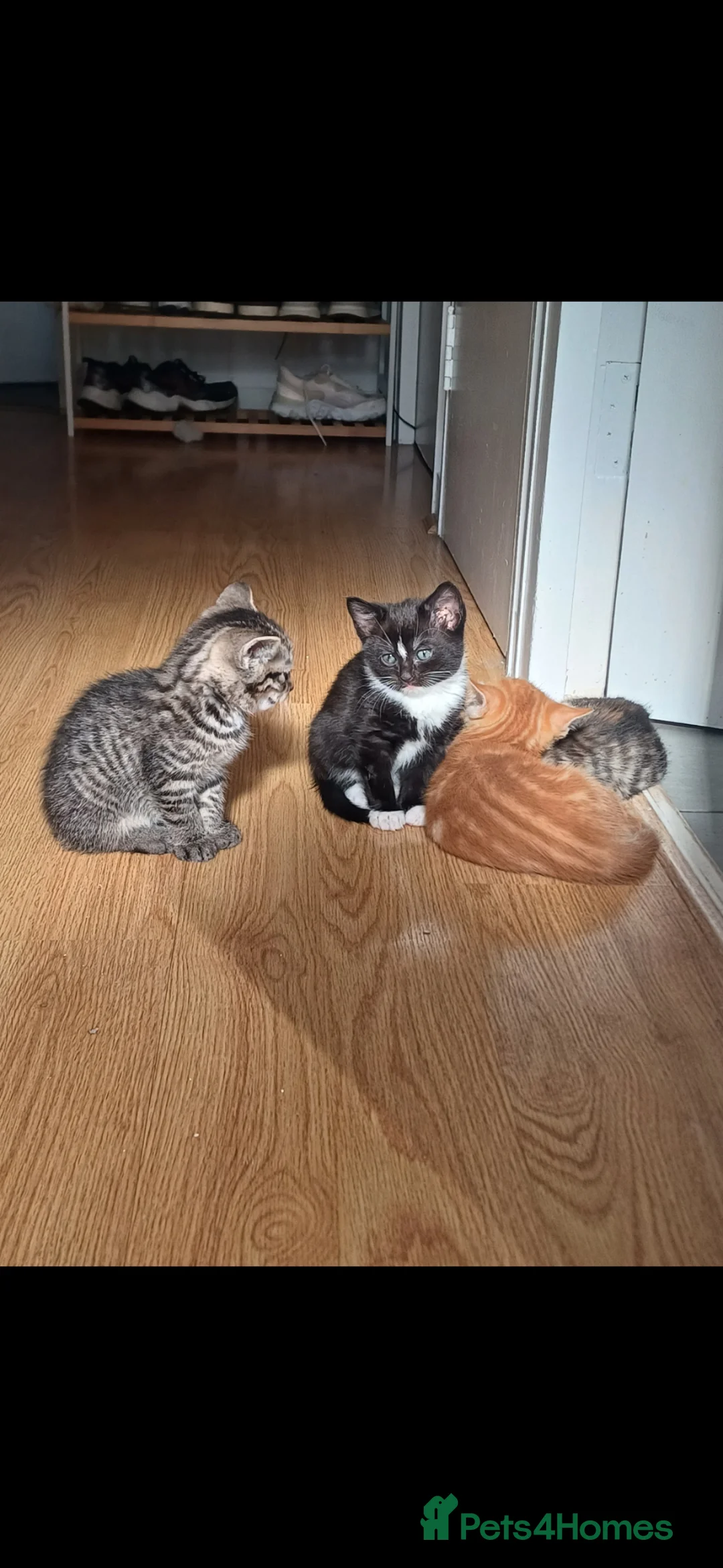 Mixed Breed cats for sale: 5 Stunning Domestic Kittens tabby orange stripe - Advert 2
