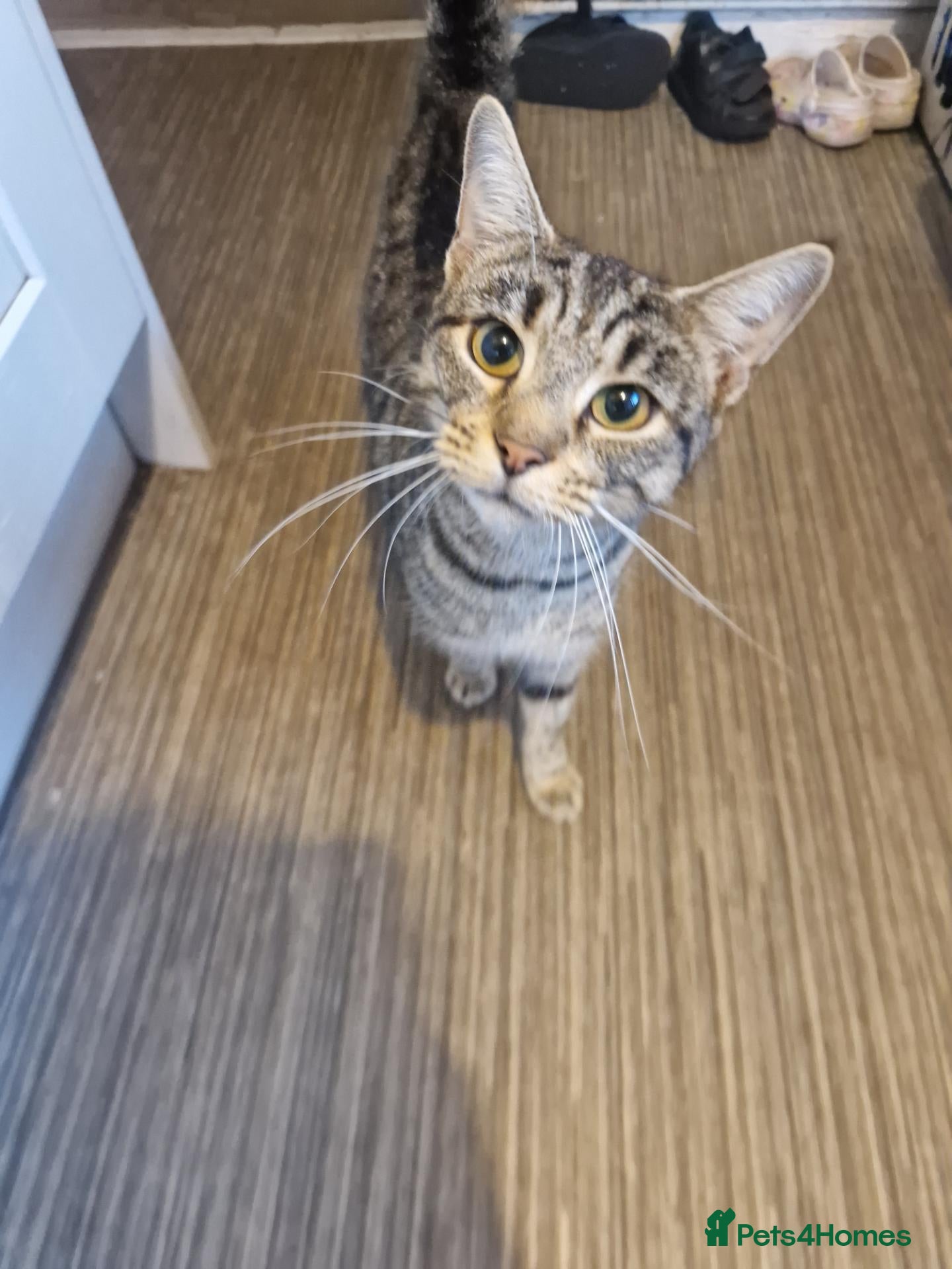 Mixed Breed cats 2 beautiful fluffy bengal cross kittens - Advert 18