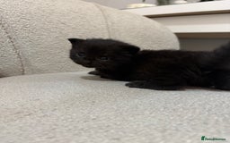 Mixed Breed cats for sale: 6 beautiful kittens - Image 4
