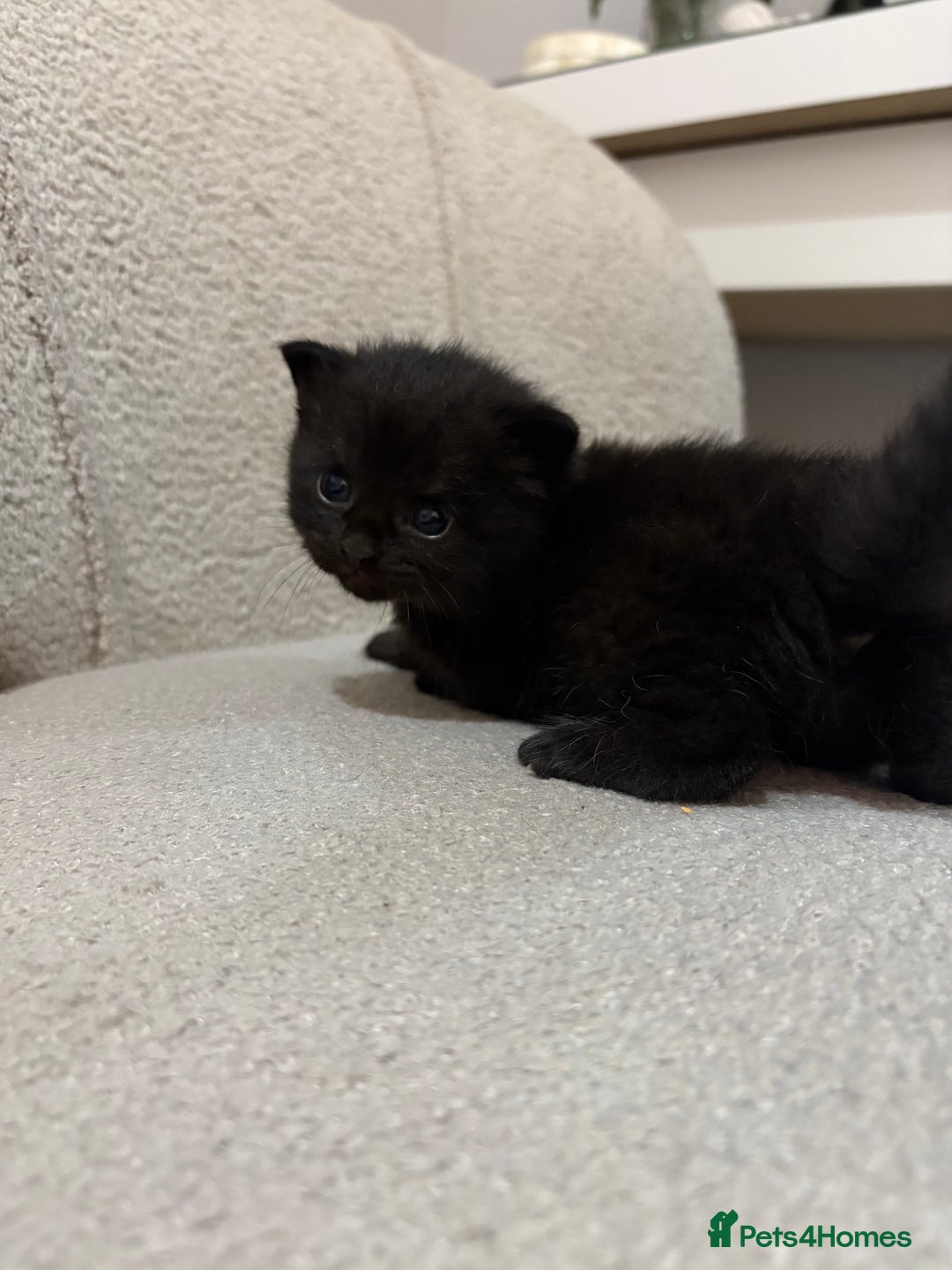 Mixed Breed cats for sale: 6 beautiful kittens - Image 4