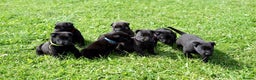 Belgian Shepherd Dog dogs for sale: Belgian Mallinois pups due - Advert 1