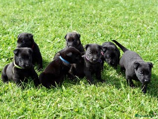 Belgian Shepherd Dog dogs Belgian Mallinois pups due - Advert 9