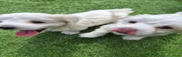 Maltese dogs for sale: Sold  - Advert 8