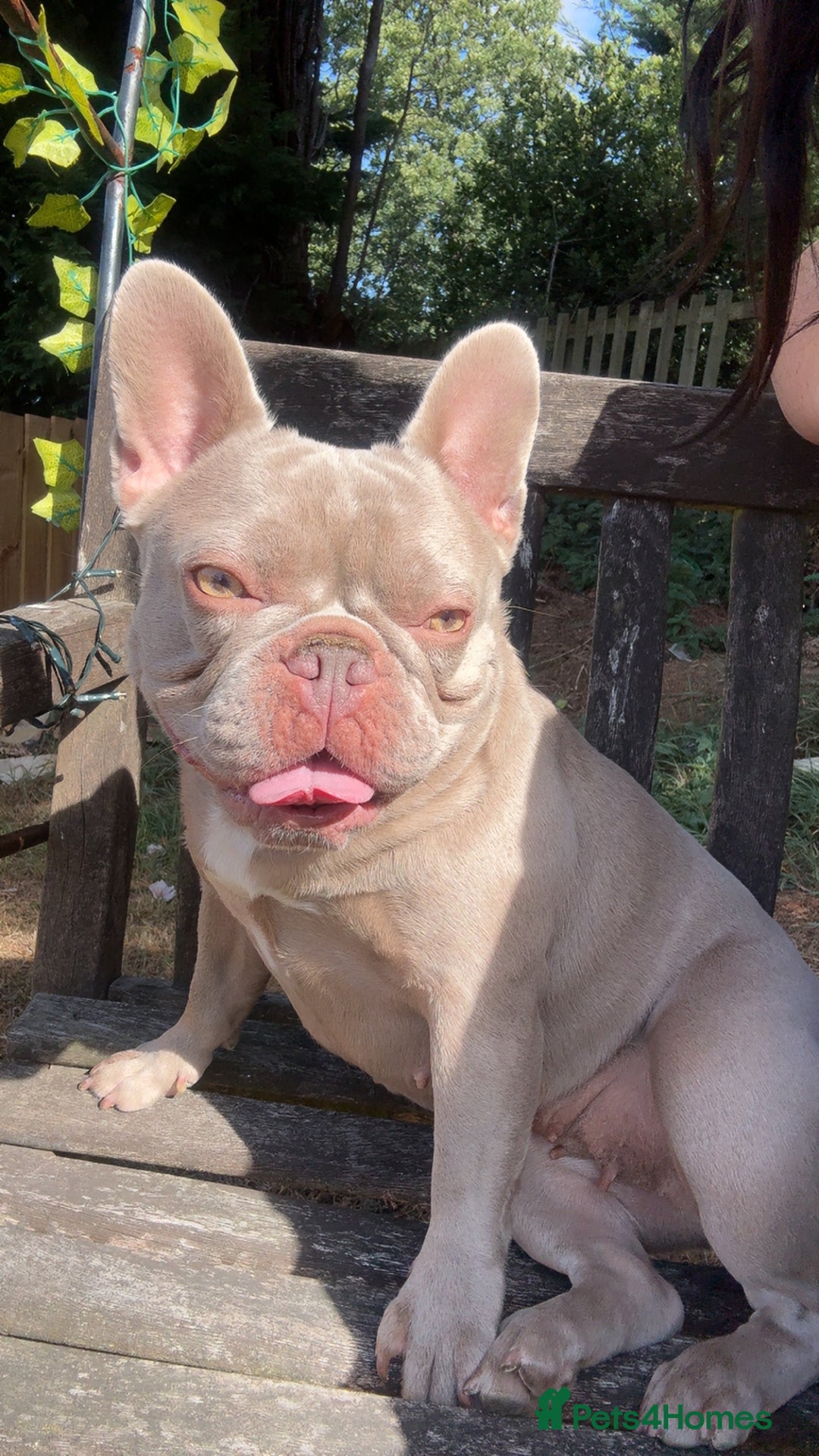 Female French Bulldog Neutered Lovely Girl French Bulldog In