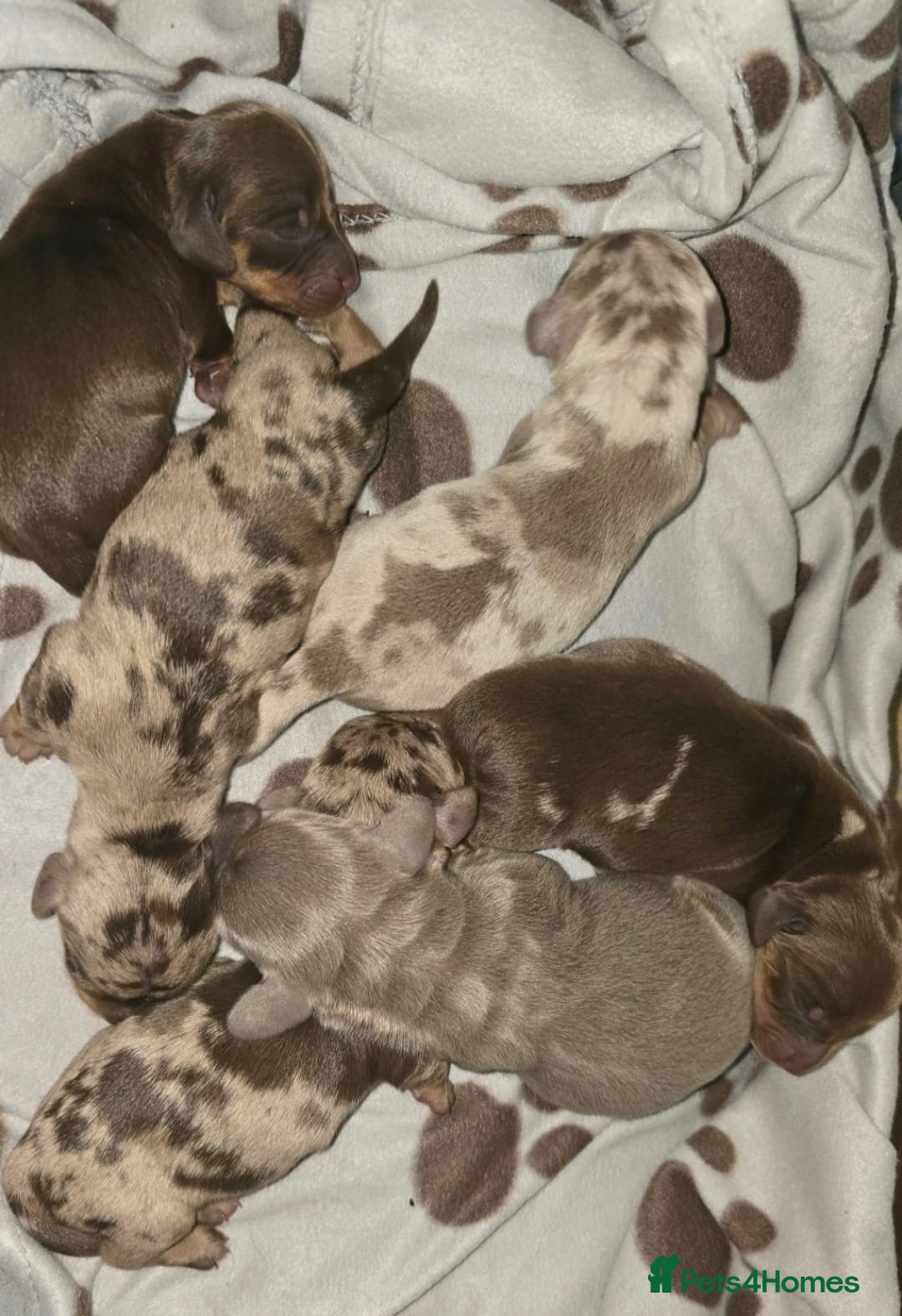 Miniature Dachshund dogs 👑🐾KC Champion Bloodline Dapples🐾👑 - Advert 2