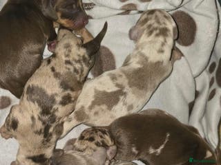 Miniature Dachshund dogs 👑🐾KC Champion Bloodline Dapples🐾👑 - Advert 5