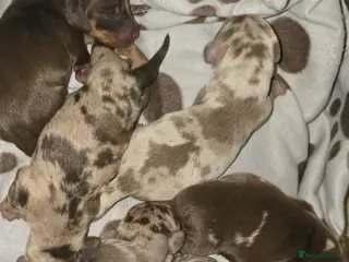 Miniature Dachshund dogs ⭐️⭐️⭐️⭐️⭐️KC Smooth Hair Dachsunds⭐️⭐️⭐️⭐️⭐️ - Advert 10