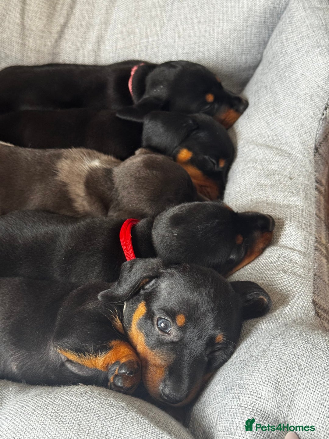 Miniature Dachshund dogs for sale: 🐶🖤STUNNING KC MINIATURE DACHSHUND PUPPIES🖤🐶 - Image 14