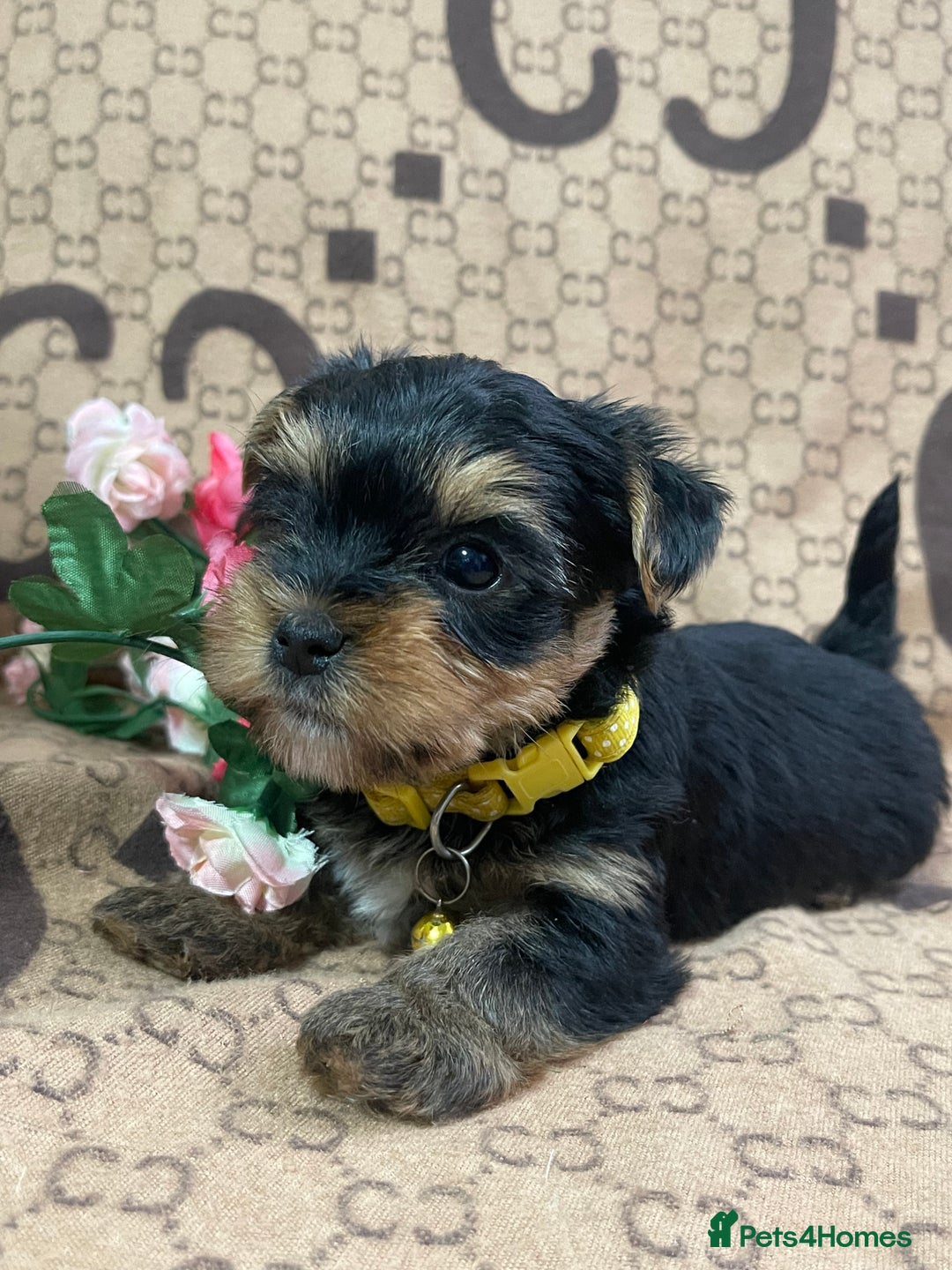 Yorkshire Terrier dogs for sale: Beautiful Yorkshire Terrier Puppies  - Advert 15