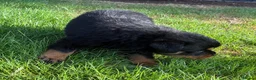 Rottweiler dogs for sale: 🏆🐾 5STAR BREEDERS🐾🏆KC REG girl and boys 💖💙 - Advert 40