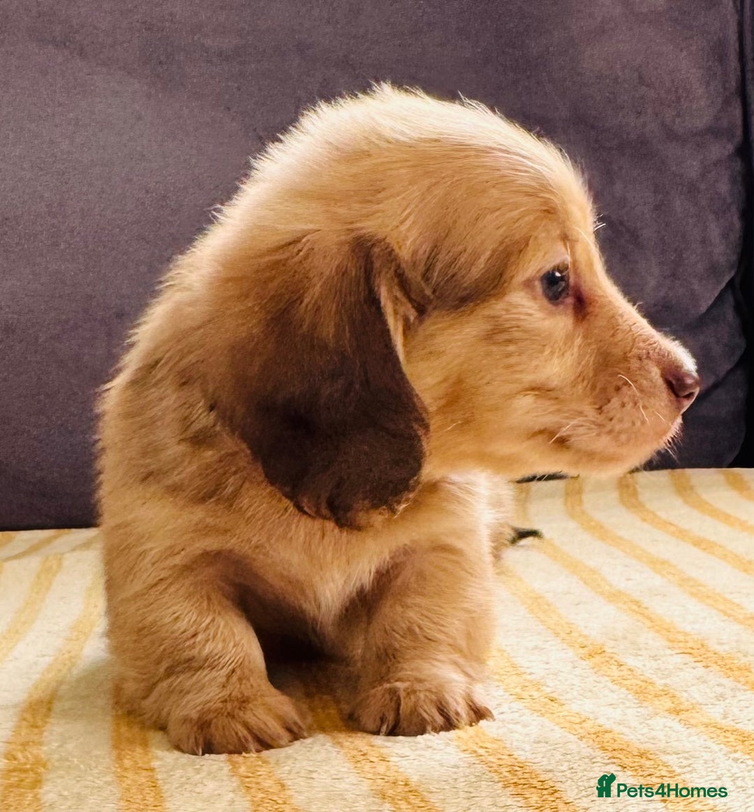 Miniature Dachshund dogs for sale: Beautiful cream long hair miniature dachshunds  - Image 3