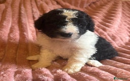 Sheepadoodle dogs for sale: Lovely Litter of F1 Sheepadoodles 5⭐️ license  - Image 19