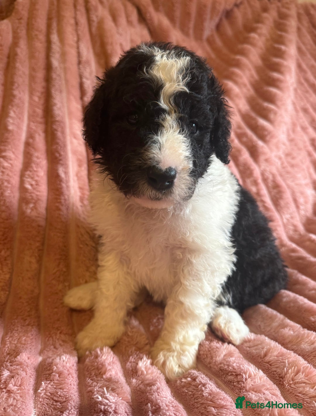 Sheepadoodle dogs for sale: Lovely Litter of F1 Sheepadoodles 5⭐️ license  - Image 19