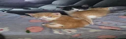 Mixed Breed cats for sale: 5 Kittens need loving homes 3 ginger & 2 b&w   in Wishaw - Advert 6