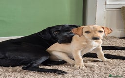 Labrador Retriever dogs for sale: Maggie RESERVED  - Image 4