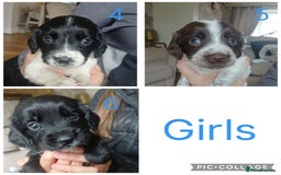 Sprocker dogs for sale: Beautiful litter of sprocker puppies - Image 5