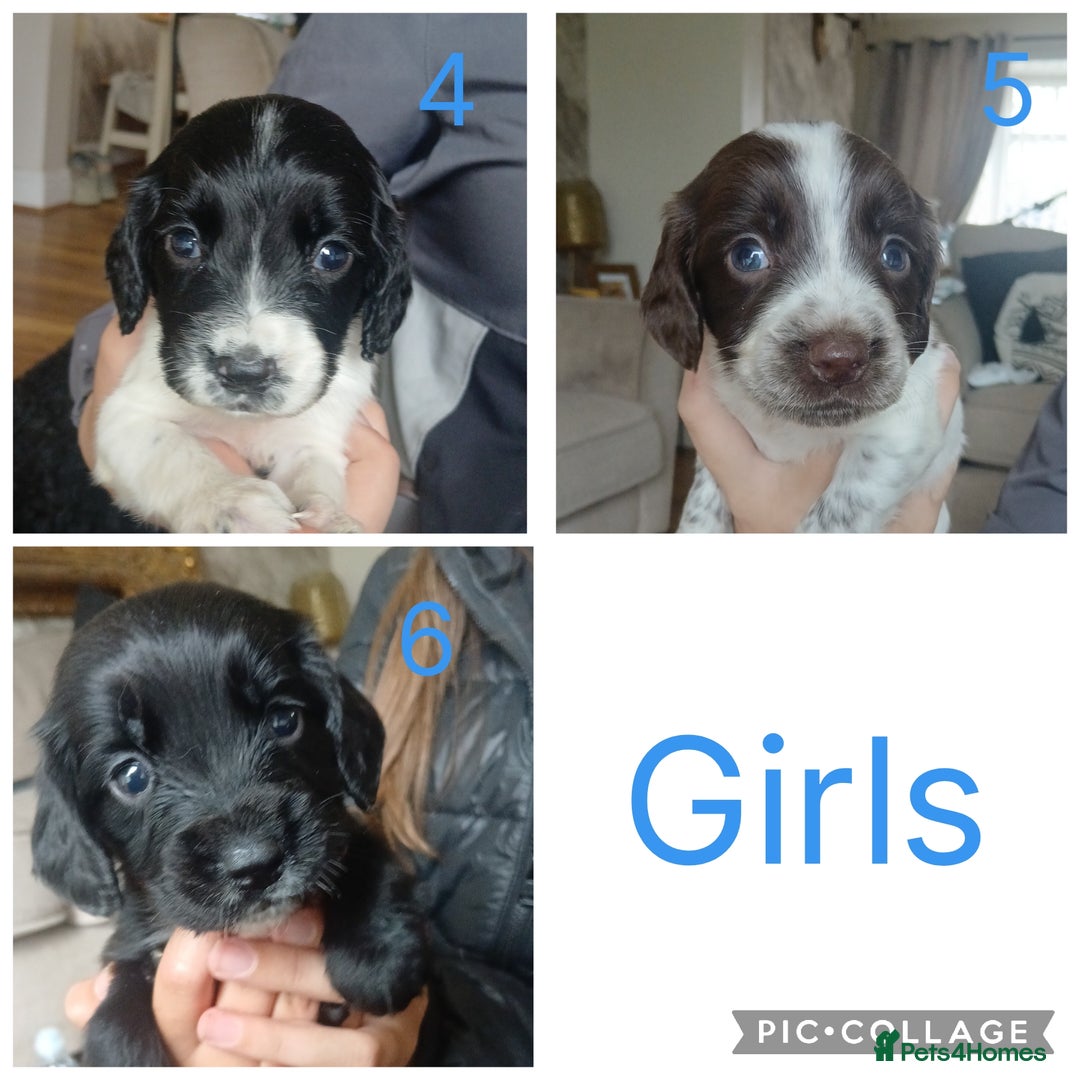 Sprocker dogs for sale: Beautiful litter of sprocker puppies - Image 5