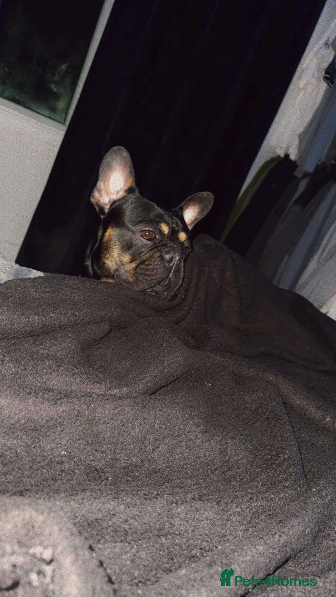 French Bulldog dogs for sale: French Bulldog - Advert 4