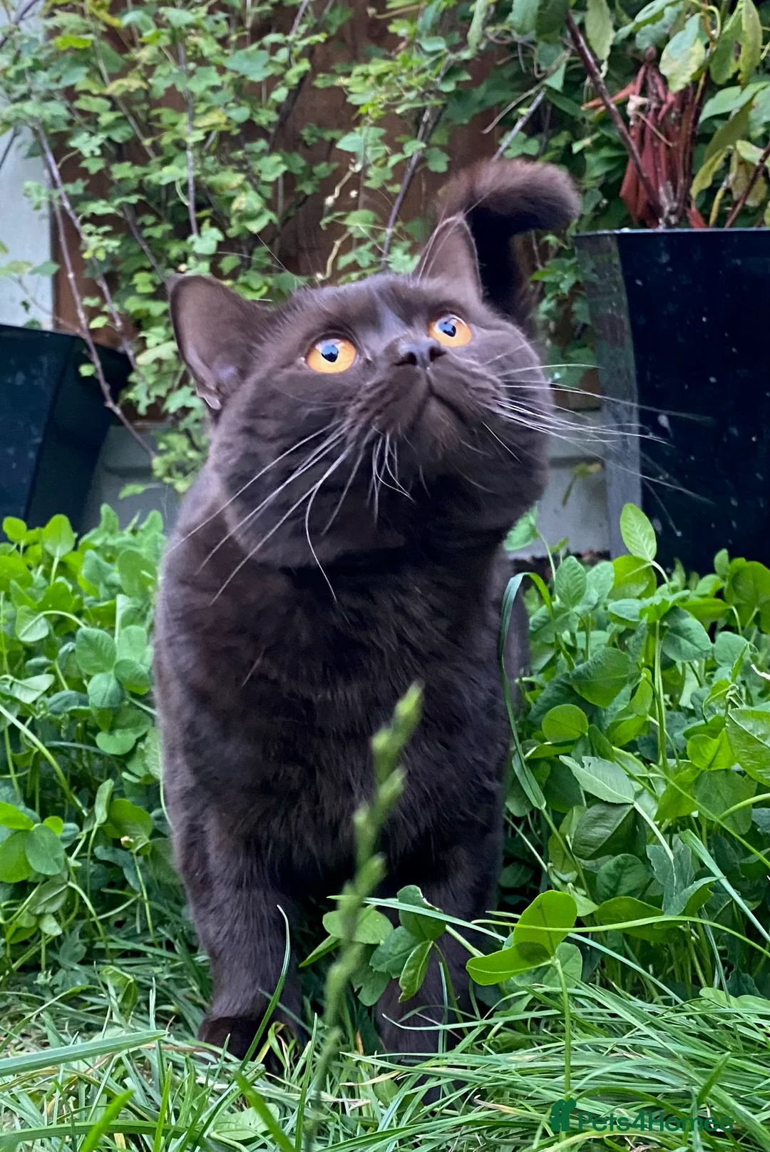 British Shorthair cats for stud: GCCF British Shorthair Blue&Chocolate Champions - Advert 14