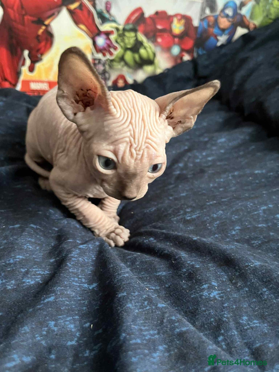 Sphynx cats for sale: Sphynx kittens  - Image 8