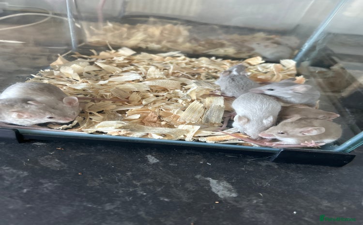 Mouse rodents in Manchester - Advert 12
