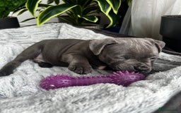 Staffordshire Bull Terrier dogs for sale: 🔷 Pharaon Champion Line Pups 🔷 in Wolverhampton - Image 11