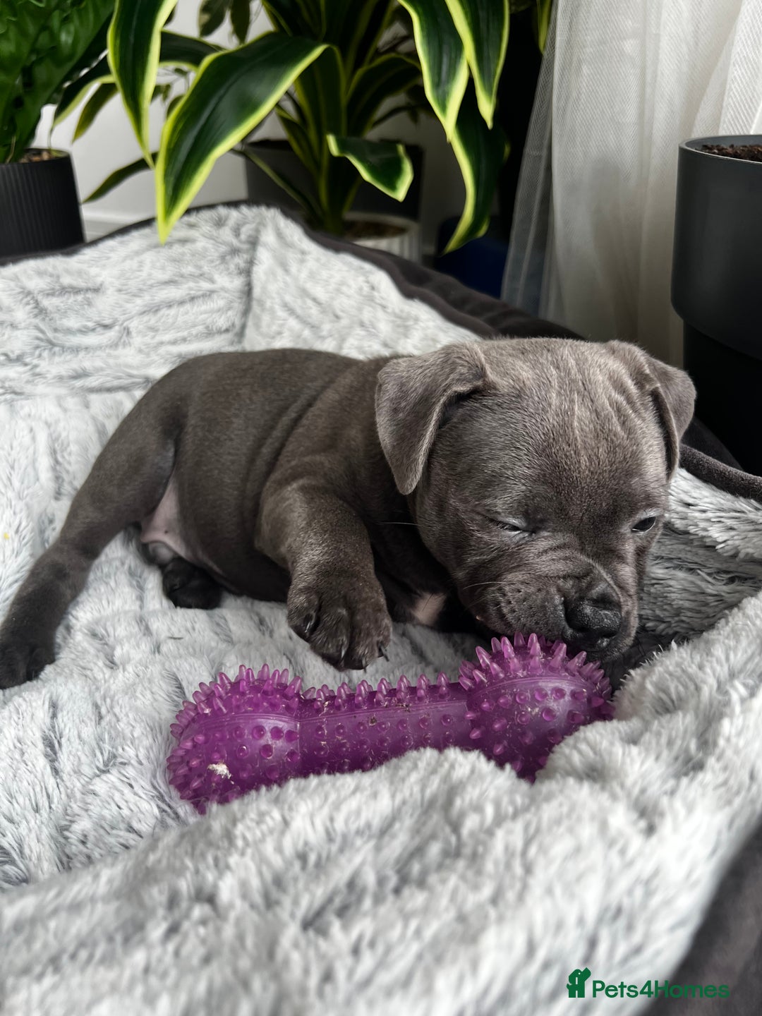 Staffordshire Bull Terrier dogs for sale: 🔷 Pharaon Champion Line Pups 🔷 in Wolverhampton - Image 11