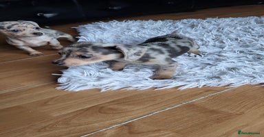 Mixed Breed dogs - Advert 7