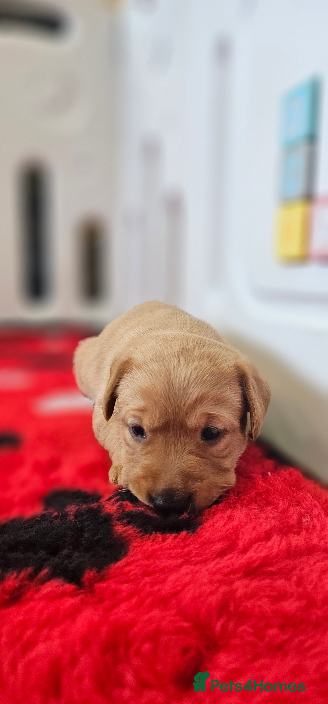 Labrador Retriever dogs for sale: 6 STUNNING KC REG FOX RED LABRADORS  - Advert 6