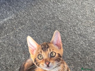 Bengal cats - Advert 12