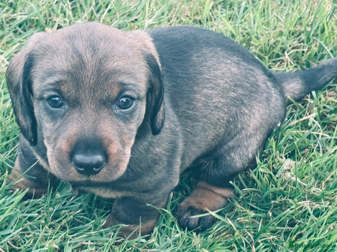Dachshund dogs for sale: Wire Haired Dachshund 'Teckel' puppies for sale - Image 2