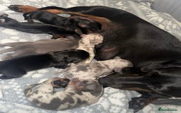 Dachshund dogs for sale: Atunninh dachdynds  - Image 2