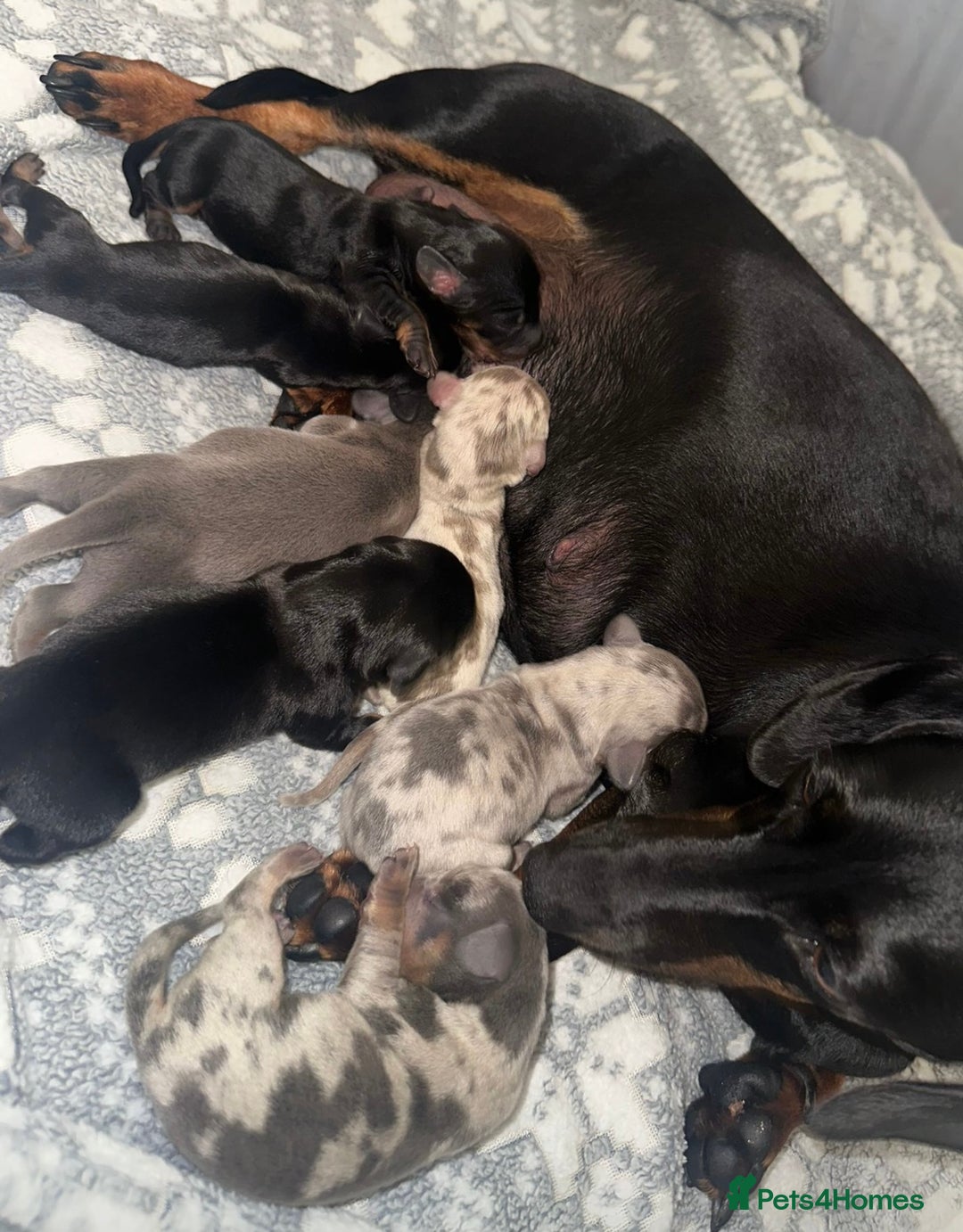 Dachshund dogs for sale: Atunninh dachdynds  - Image 2