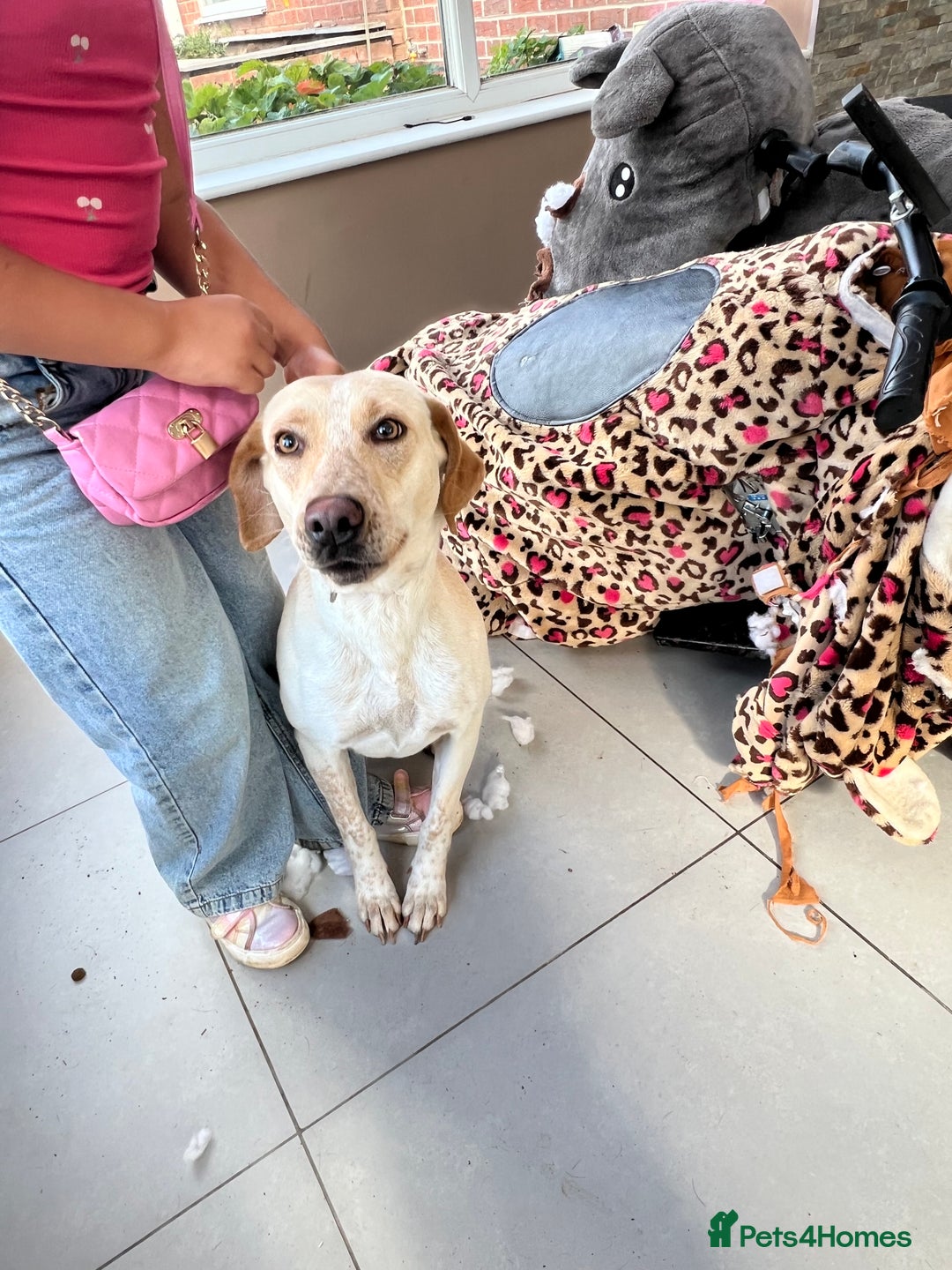 Mixed Breed dogs for sale: Labrador mixed breed - Image 1