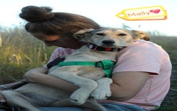 Mixed Breed dogs for adoption: 💙🐶 NICK AND MAILY 🐶💖 - Image 5
