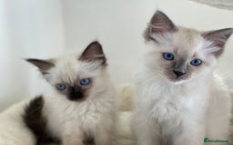 Ragdoll cats for sale: Luxury Champion Line Ragdoll Pedigree Kittens - Image 10