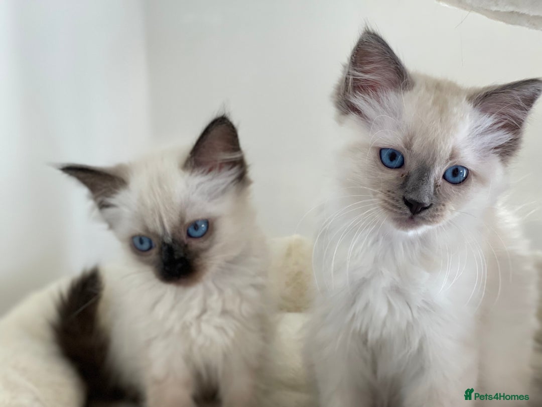 Ragdoll cats for sale: Luxury Champion Line Ragdoll Pedigree Kittens - Image 10