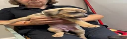 Mixed Breed dogs for sale: Staffweilers F5 exotic colours co/co dd bb  in London - Advert 37