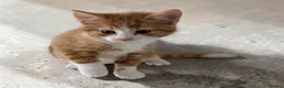 Persian cats for sale: Four gorgeous kitten for sale  - Advert 4
