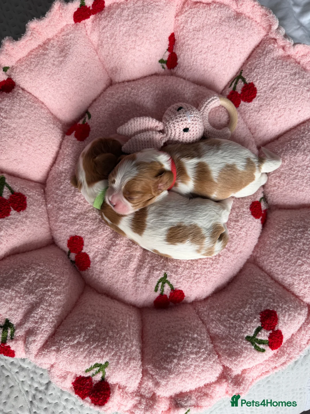 Cavalier King Charles Spaniel dogs for sale: KC reg TOP Cavaliers King Charles Spaniel - Advert 1